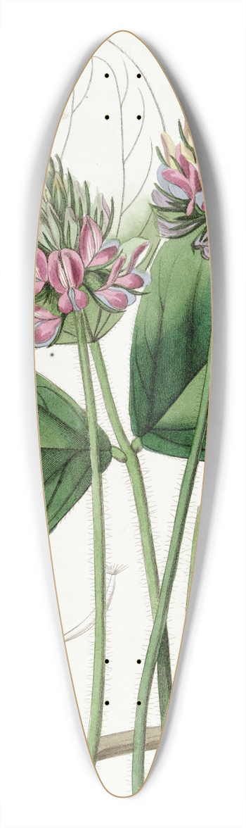 Sydenham Edwards - Round-leaved Psoralea 39.3 inch art pintail longboard deck