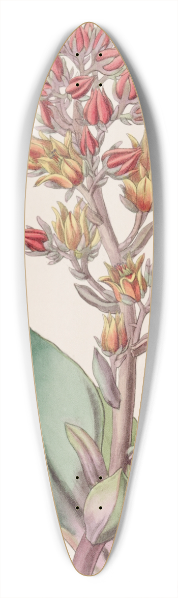 Sydenham Edwards - Sharp-leaved Echeveria 39.3 inch art pintail longboard deck