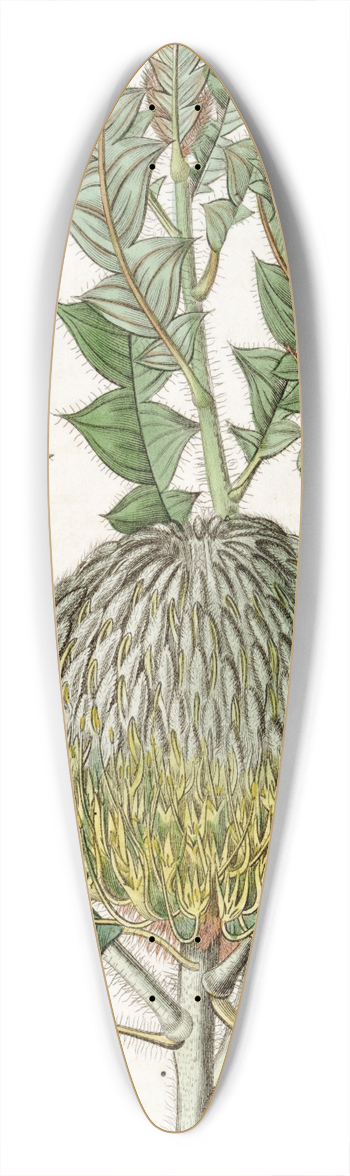 Sydenham Edwards - Shewy Banksia 39.3 inch art pintail longboard deck