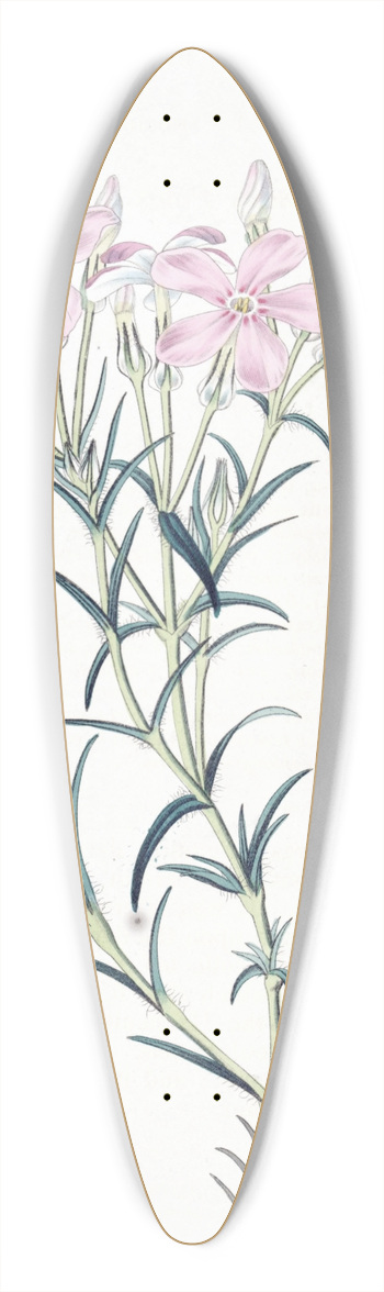 Sydenham Edwards - Shewy Phlox 39.3 inch art pintail longboard deck