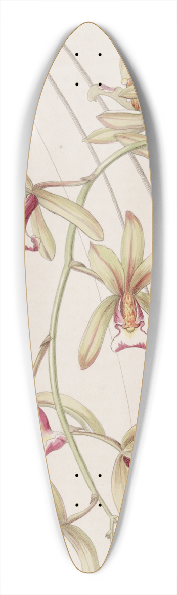 Sydenham Edwards - Short-lipped thick-leaved Cymbidium 39.3 inch art pintail longboard deck