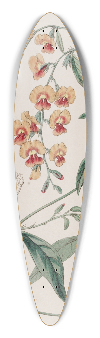 Sydenham Edwards - Showy Chorozema 39.3 inch art pintail longboard deck