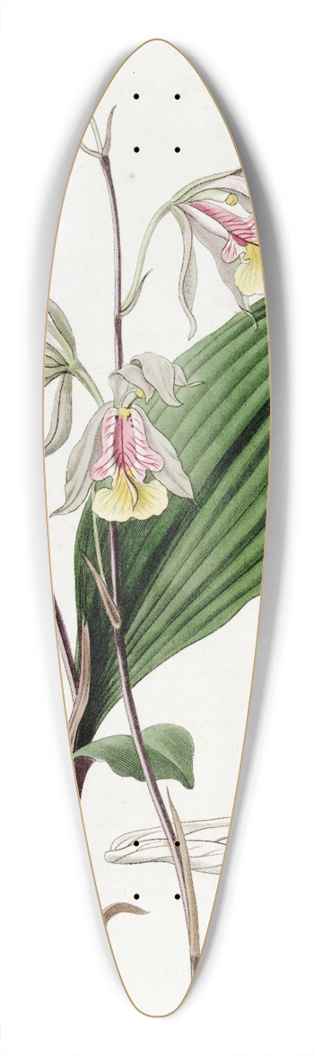 Sydenham Edwards - Slender Bletia 39.3 inch art pintail longboard deck
