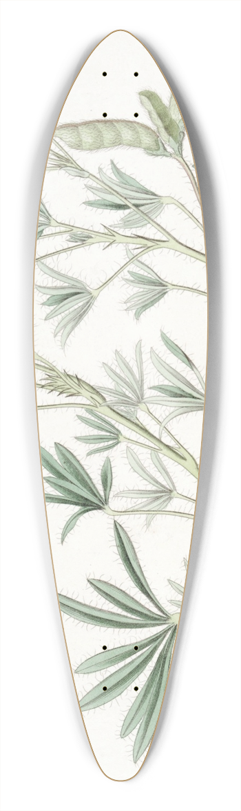 Sydenham Edwards - Small-flowered Lupine 39.3 inch art pintail longboard deck