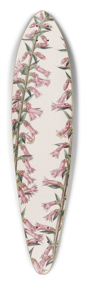 Sydenham Edwards - Small-flowered Pitted Epacris 39.3 inch art pintail longboard deck