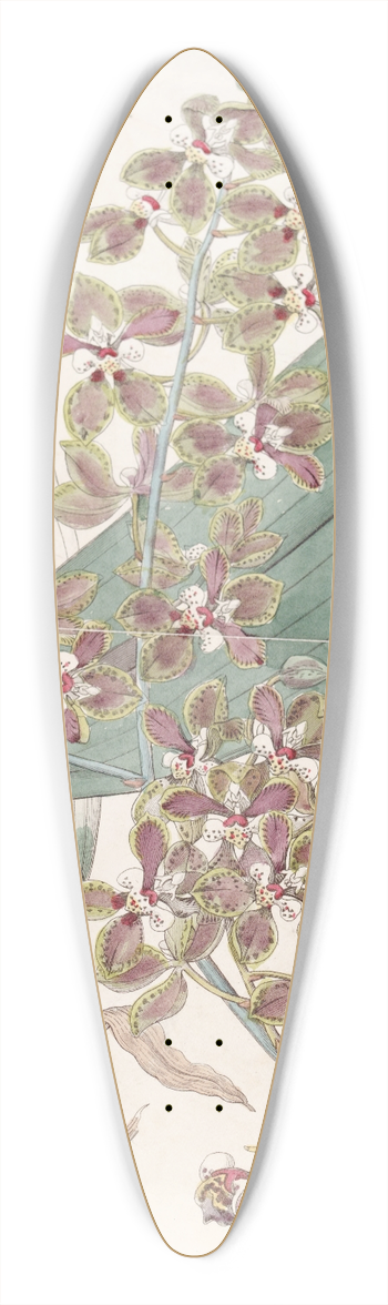 Sydenham Edwards - Small-lipped Oncidium 39.3 inch art pintail longboard deck