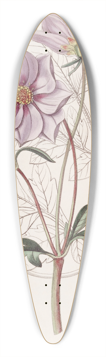Sydenham Edwards - Smooth Dwarf Dahlia 39.3 inch art pintail longboard deck