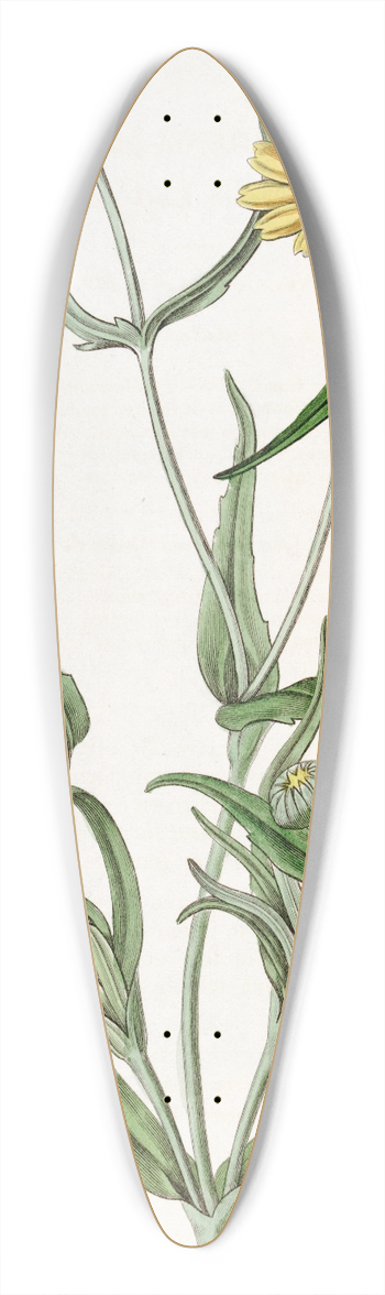 Sydenham Edwards - Smooth Lasthenia 39.3 inch art pintail longboard deck