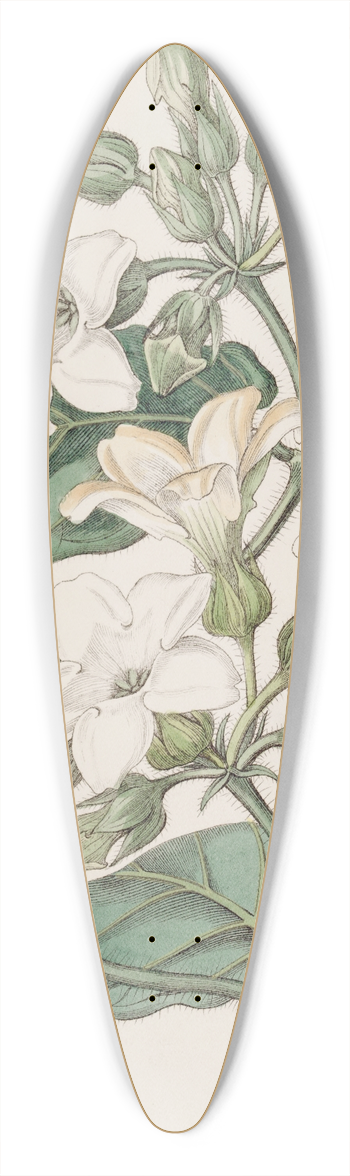 Sydenham Edwards - Strong-scented Schubertia 39.3 inch art pintail longboard deck