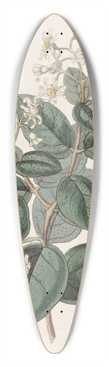 Sydenham Edwards - Sweet-scented Boldu 39.3 inch art pintail longboard deck