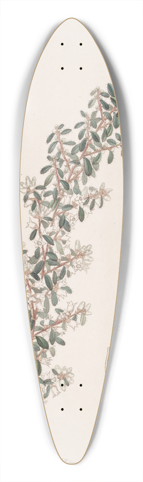 Sydenham Edwards - Sweet-scented Cryptandra 39.3 inch art pintail longboard deck