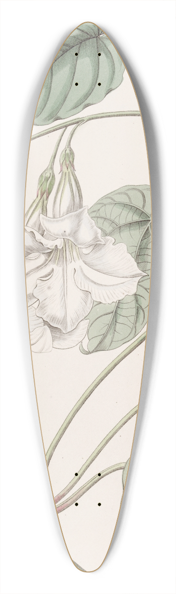 Sydenham Edwards - Sweet-scented Mandevilla 39.3 inch art pintail longboard deck