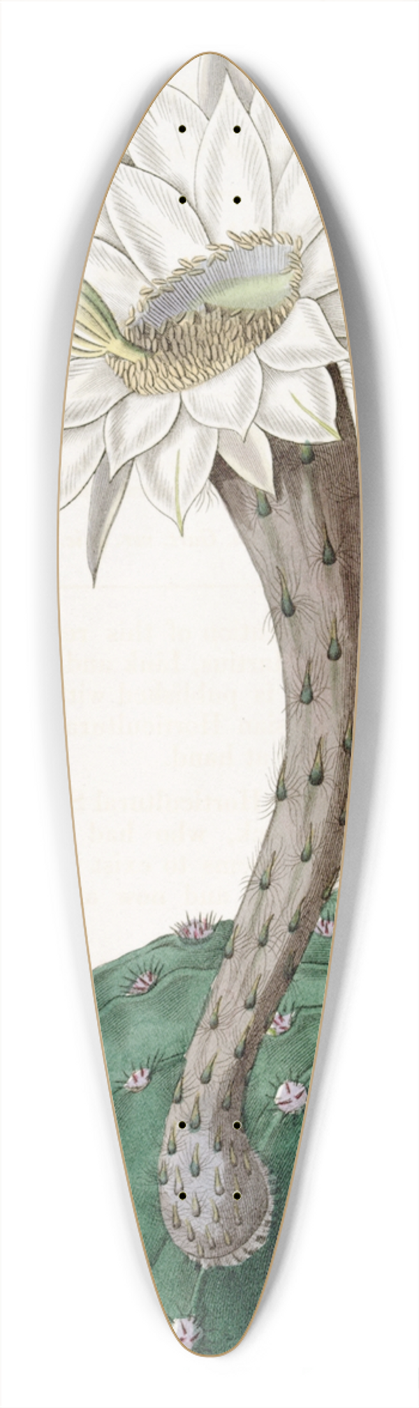 Sydenham Edwards - Sweet-Scented Spicy Cactus 39.3 inch art pintail longboard deck