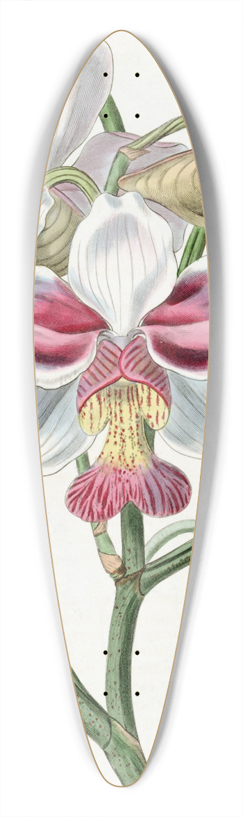 Sydenham Edwards - Taper-leaved Vanda 39.3 inch art pintail longboard deck