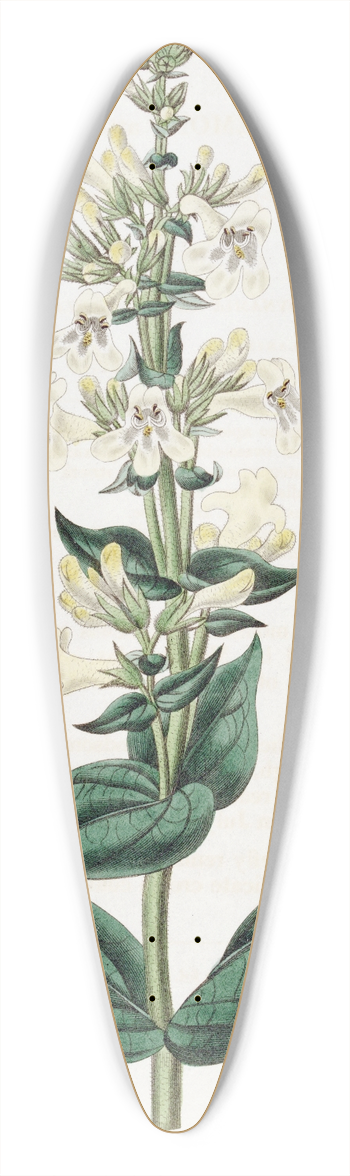 Sydenham Edwards - Taper-pointed Pentstemon 39.3 inch art pintail longboard deck