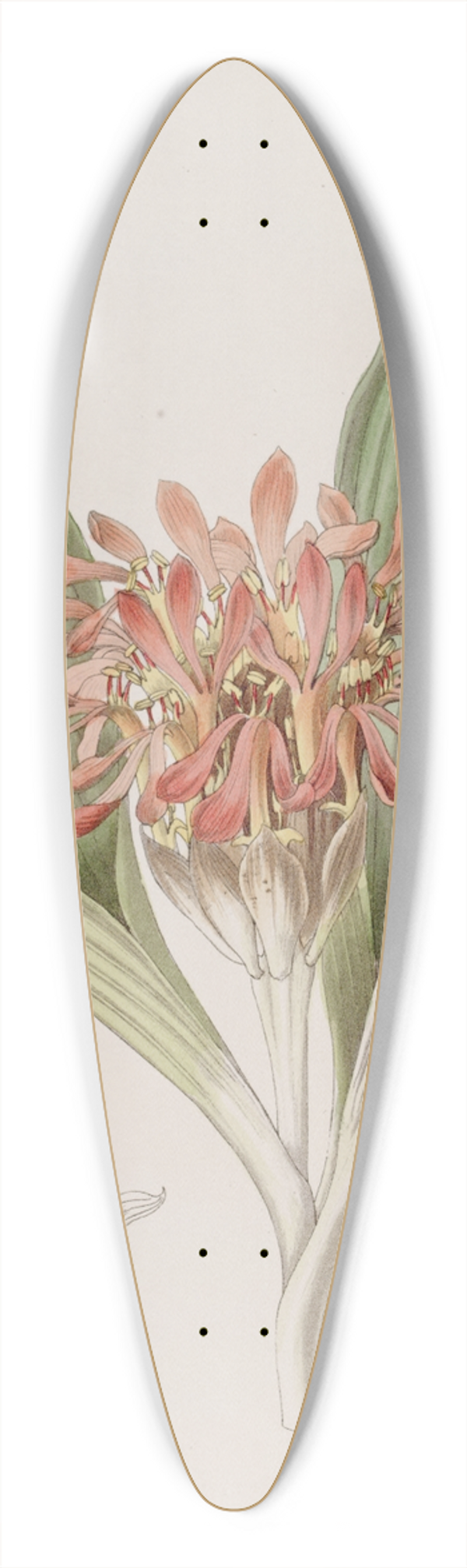 Sydenham Edwards - Tawny Daubenya 39.3 inch art pintail longboard deck