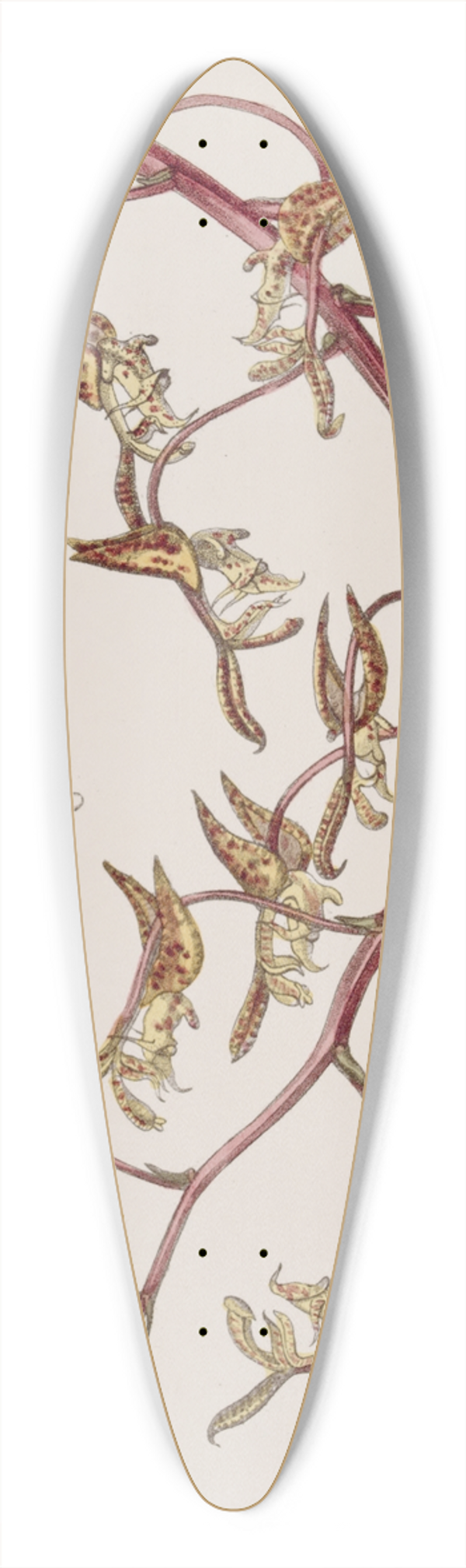 Sydenham Edwards - Tawny-flowered Gongora 39.3 inch art pintail longboard deck