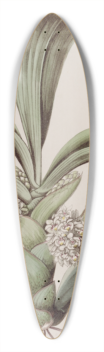 Sydenham Edwards - The Close-headed Woolwort. 39.3 inch art pintail longboard deck