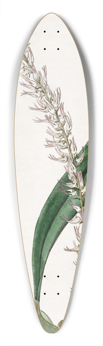 Sydenham Edwards - The Cocoa-nut Bolbophyllum 39.3 inch art pintail longboard deck