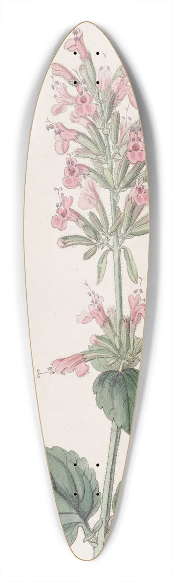 Sydenham Edwards - The Pale Cedronel 39.3 inch art pintail longboard deck