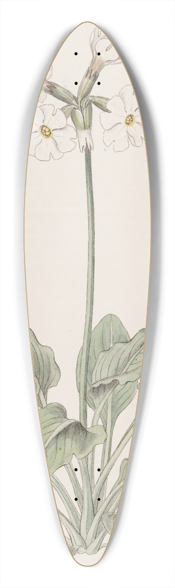 Sydenham Edwards - The ruffed Primrose 39.3 inch art pintail longboard deck