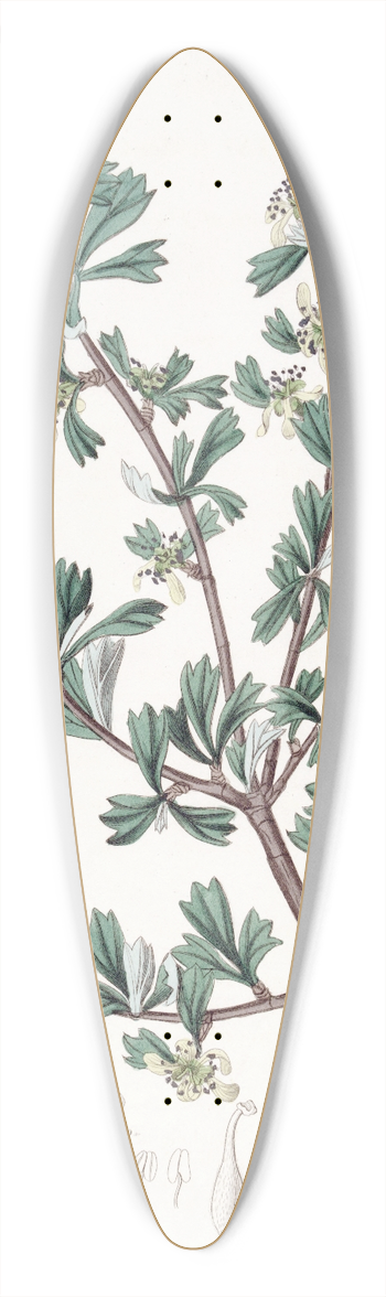 Sydenham Edwards - Three-toothed Purshia 39.3 inch art pintail longboard deck
