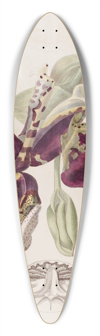 Sydenham Edwards - Tiger-flowered Stanhopea 39.3 inch art pintail longboard deck