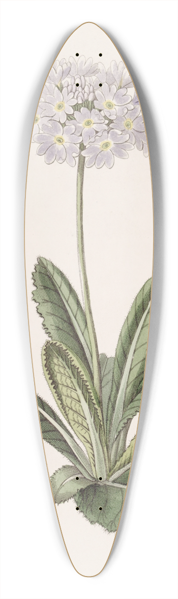 Sydenham Edwards - Tooth-letted Primrose 39.3 inch art pintail longboard deck