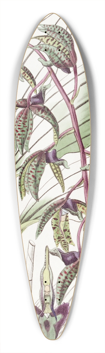 Sydenham Edwards - Triangular lipped Flywort 39.3 inch art pintail longboard deck