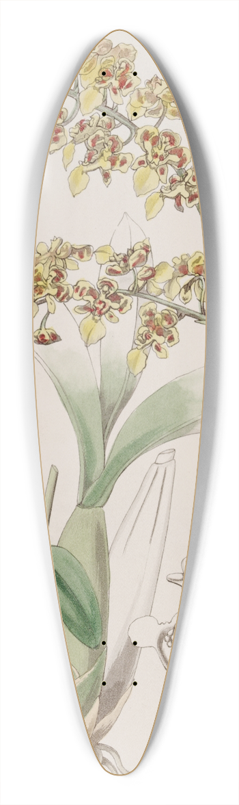 Sydenham Edwards - Trowel-lipped Oncidium 39.3 inch art pintail longboard deck