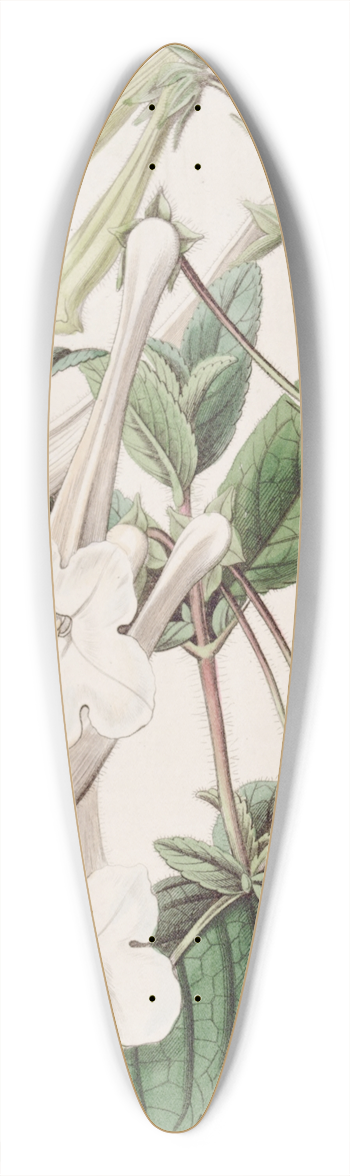 Sydenham Edwards - Tube-flowered Gloxinia 39.3 inch art pintail longboard deck