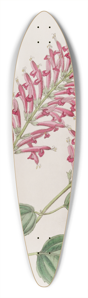 Sydenham Edwards - Tube-flowered Salvia 39.3 inch art pintail longboard deck