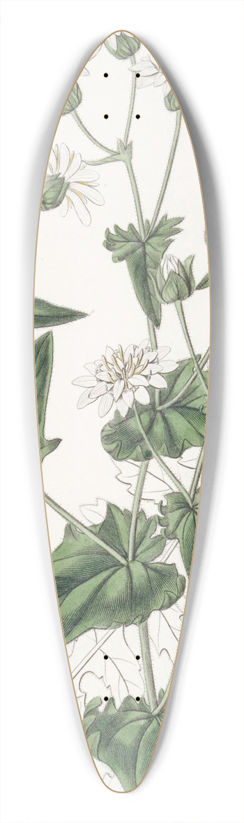 Sydenham Edwards - Turnip-leaved Musk-Succory 39.3 inch art pintail longboard deck