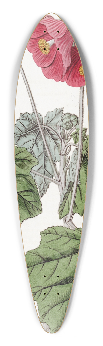 Sydenham Edwards - Umbel-flowered mallow 39.3 inch art pintail longboard deck