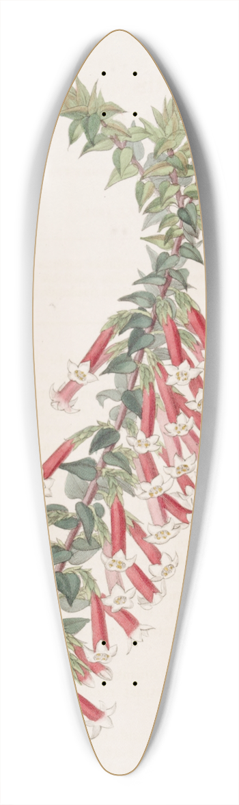 Sydenham Edwards - Vermilion Epacris 39.3 inch art pintail longboard deck