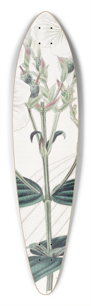 Sydenham Edwards - White-flowered Nipal Osbeckia 39.3 inch art pintail longboard deck