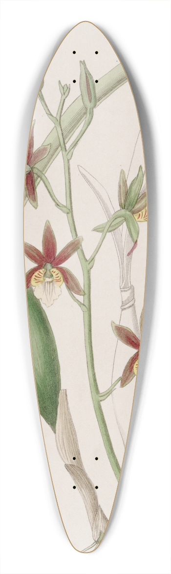 Sydenham Edwards - Wing-fruited Epidendrum 39.3 inch art pintail longboard deck