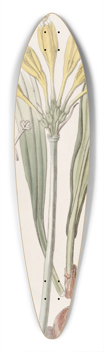 Sydenham Edwards - Yolk-of-Egg Stenomesson 39.3 inch art pintail longboard deck