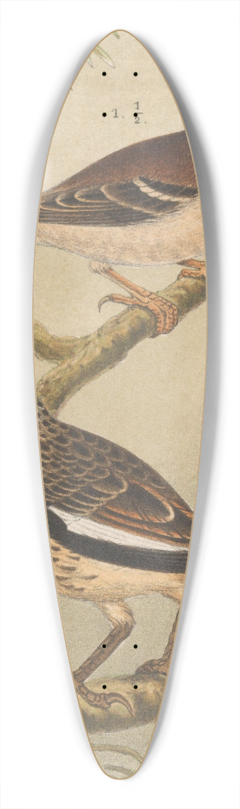 Theo van Hoytema - Two Birds On Branches 39.3 inch art pintail longboard deck