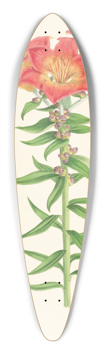 Walter Hood Fitch - Lilium bulbiferum 39.3 inch art pintail longboard deck