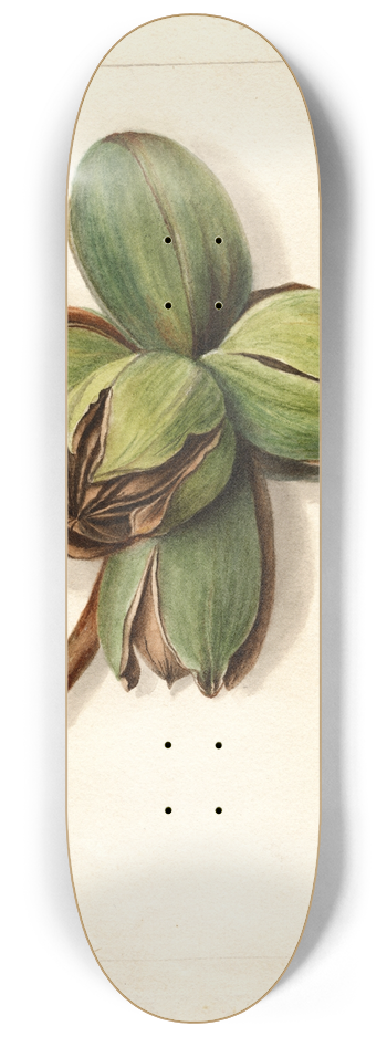 Deborah Griscom Passmore - Carya: Frotscher 8.25 inch art skate deck