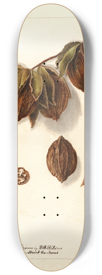 Deborah Griscom Passmore - Carya: Swamp 8.25 inch art skate deck