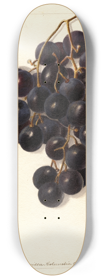 Deborah Griscom Passmore - Vitis: Merceron 8.25 inch art skate deck