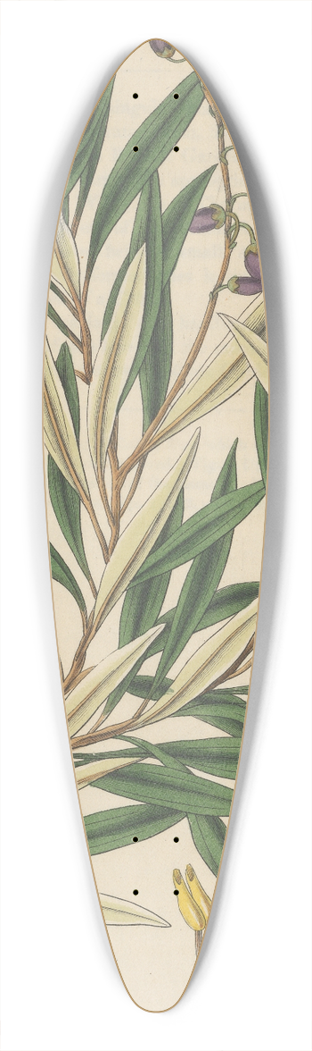 William Jackson Hooker - Andromeda salicifolia 39.3 inch art pintail longboard deck