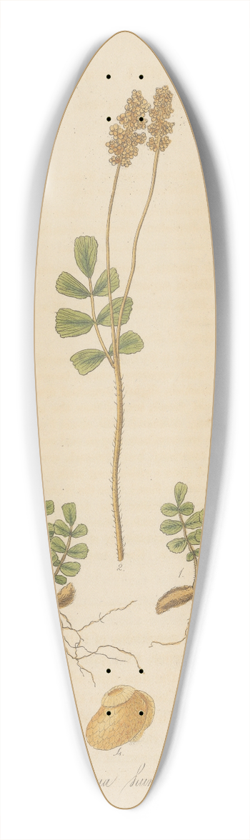 William Jackson Hooker - Anemia humilis 39.3 inch art pintail longboard deck