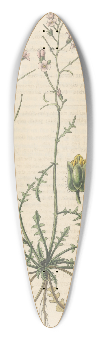 William Jackson Hooker - Arabis arenosa 39.3 inch art pintail longboard deck