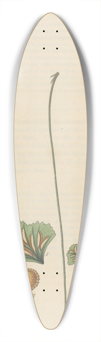 William Jackson Hooker - Asplenium flabelliforme 39.3 inch art pintail longboard deck