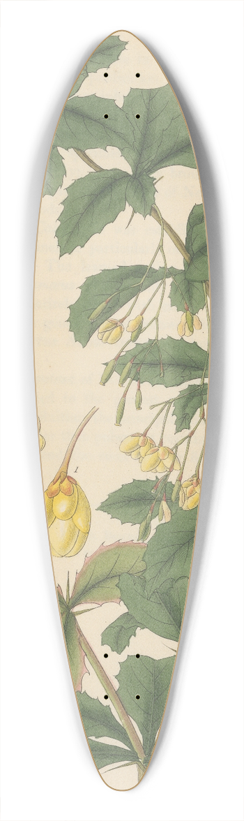 William Jackson Hooker - Berberis aristata 39.3 inch art pintail longboard deck