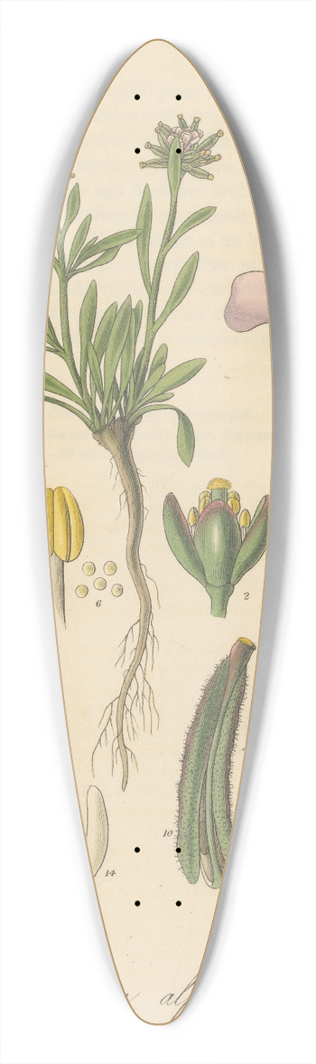 William Jackson Hooker - Braya alpina 39.3 inch art pintail longboard deck