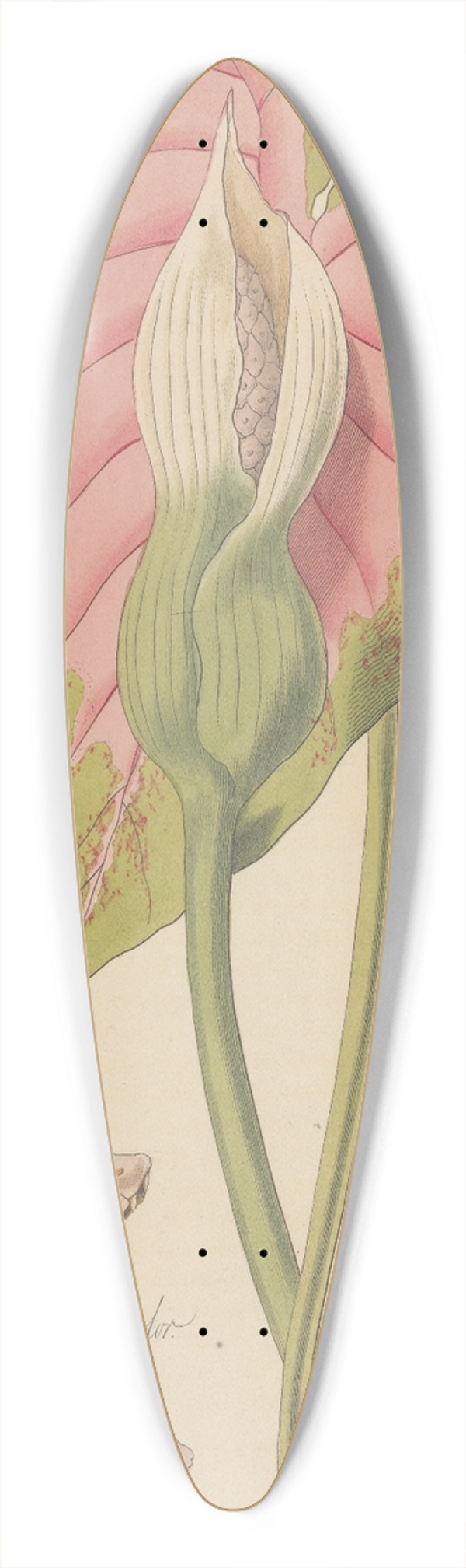 William Jackson Hooker - Caladium bicolor 39.3 inch art pintail longboard deck